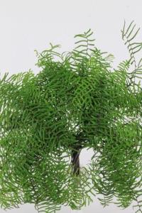 Coral Fern 100g